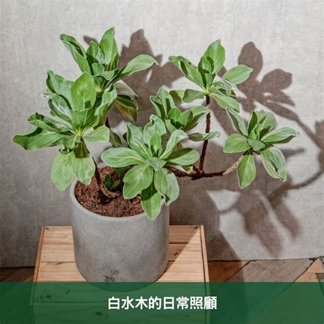 白水木照顧|【白水木怎麼養？給新手的基礎照護指南】